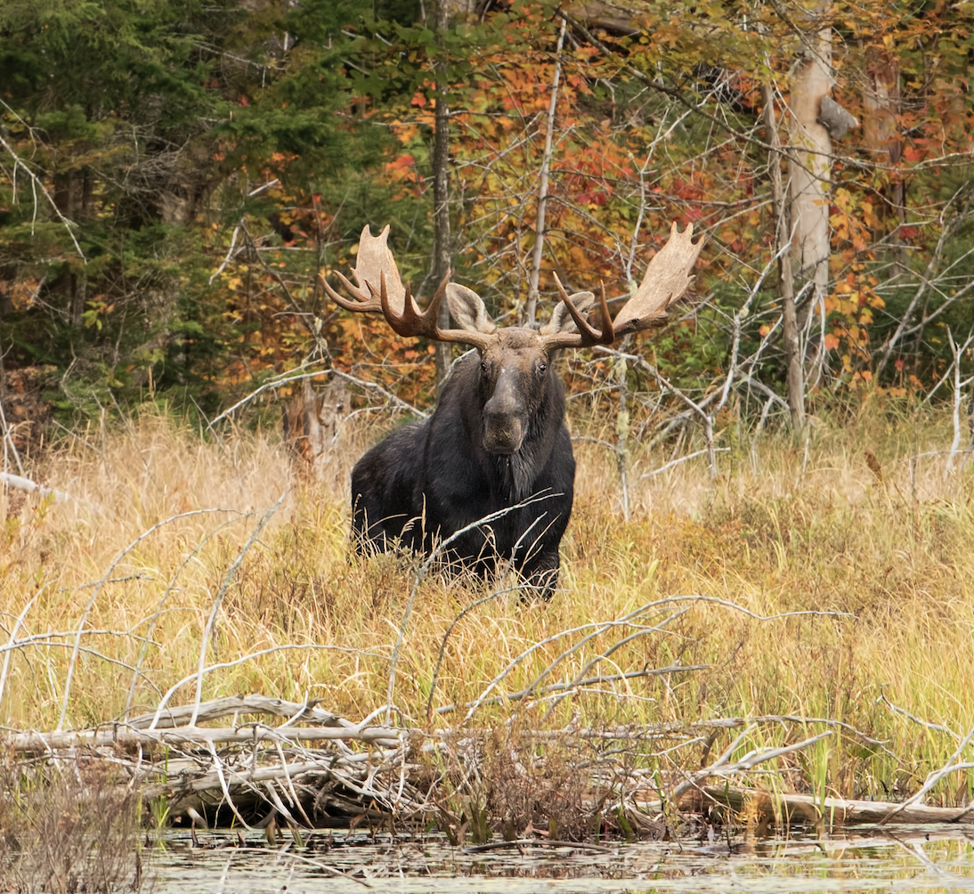 Trophy Hunts Alberta